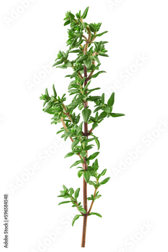 Thyme isolated on white background  full depth of field