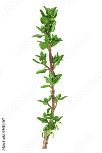 Thyme isolated on white background  full depth of field