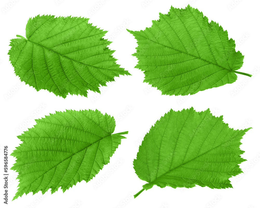 hazelnut leaf, isolated on white background, full depth of field hazelnut leaf, isolated on white background, full depth of field