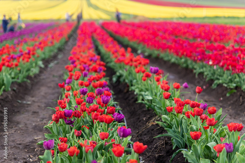 Scenic view of rows of bright colorful blooming tulips flower field in Europe. Dutch floral commercial plantation bulb growing. Beautiful natural Netherlands landscape