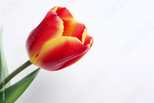 Gros plan sur une tulipe rouge fraîche sur fond blanc » IA générative