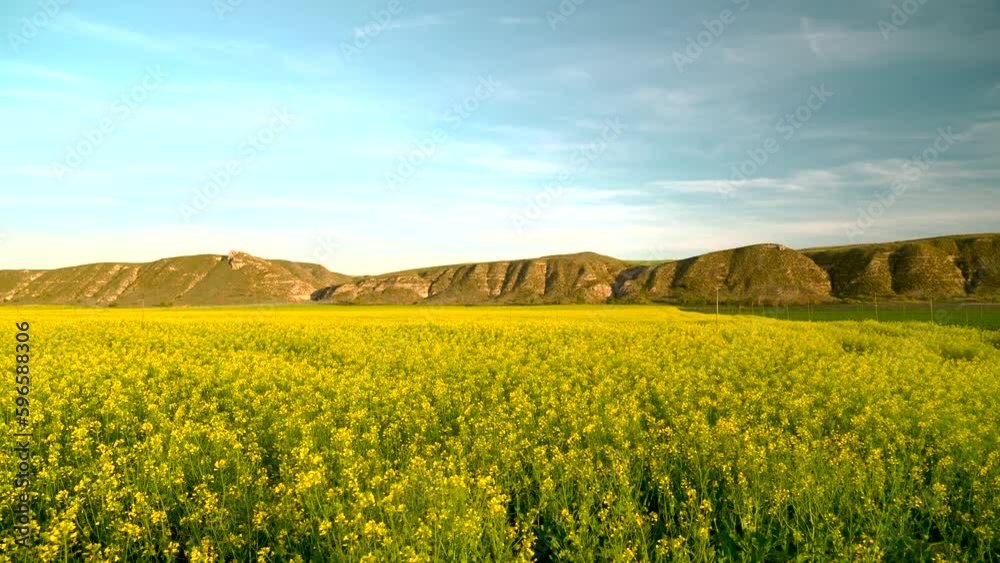 Campo de cultivo de la planta de la colza. Madrid, España, 25 de abril de 2023.