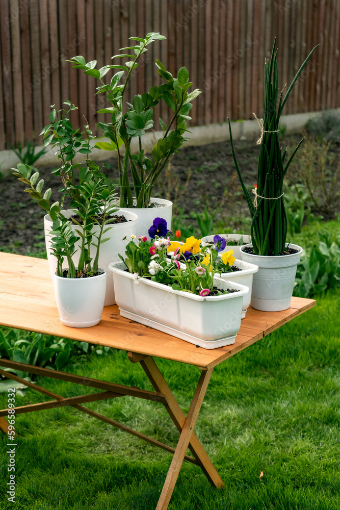 flower plants in white pots on wooden table