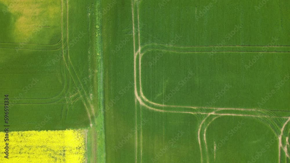 Cereal crop fields in spring. top view Cereal crop fields in spring. top view