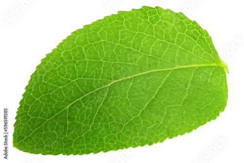 Blueberry leaf  isolated on white background  full depth of field