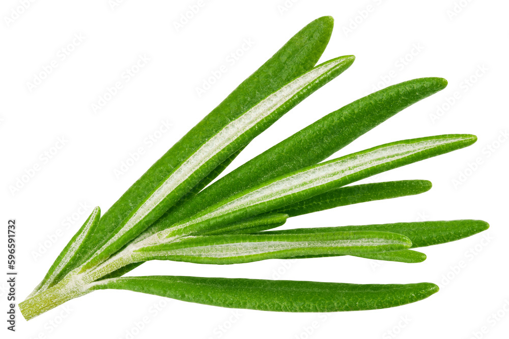 rosemary isolated on white background, full depth of field rosemary isolated on white background, full depth of field
