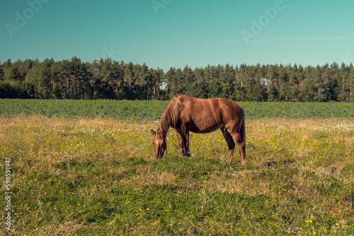 Alone horse in the field © Yunona