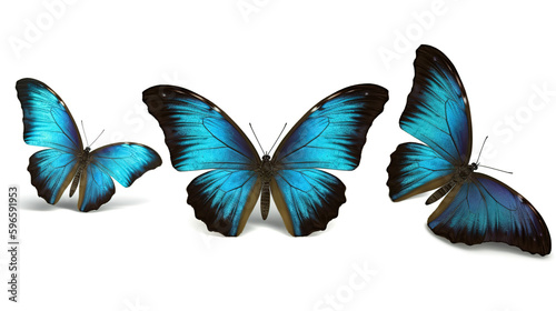 Set three beautiful blue tropical butterflies with wings spread and in flight isolated on white background - Generative AI © Faraz