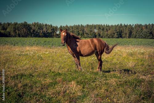 Alone horse in the field © Yunona