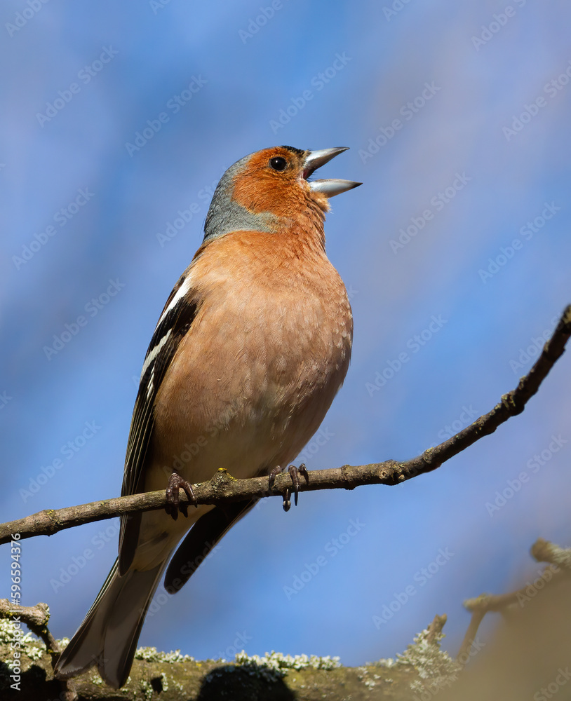 Common chaffinch, Fringilla coelebs. The male sings while sitting on a tree branch against the sky Common chaffinch, Fringilla coelebs. The male sings while sitting on a tree branch against the sky