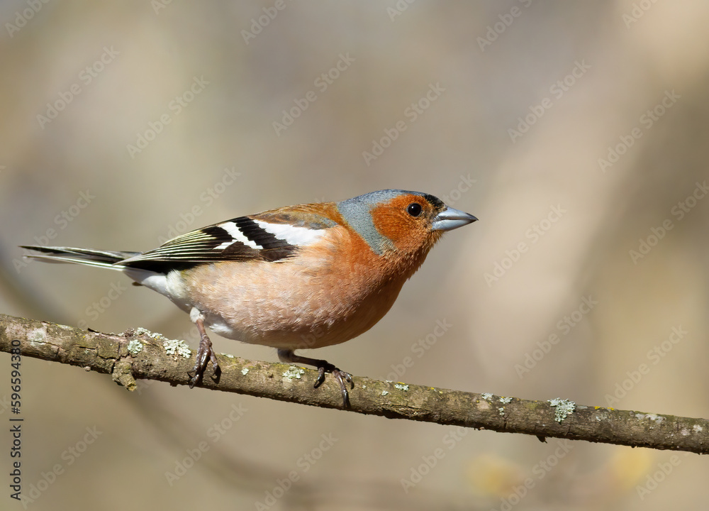 Common chaffinch, Fringilla coelebs. A bird sits on a thin branch against a beautiful background Common chaffinch, Fringilla coelebs. A bird sits on a thin branch against a beautiful background