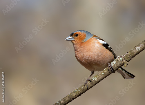 Common chaffinch, Fringilla coelebs. A bird sits on a thin branch against a beautiful background