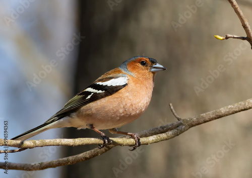 Common chaffinch, Fringilla coelebs. The male sits on a branch against a thick tree trunk