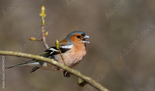 Common chaffinch, Fringilla coelebs. The male sings while sitting on a branch