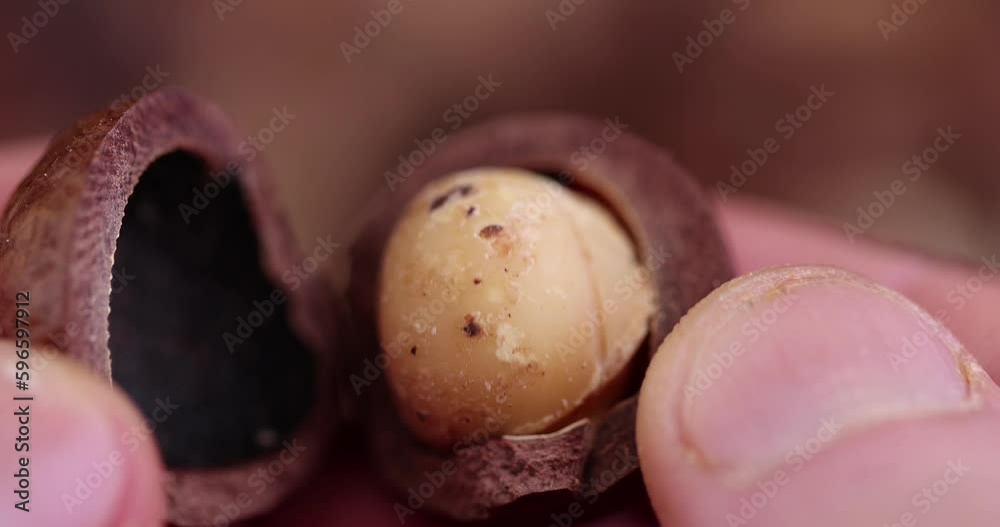 Unpeeled dried macadamia nuts after harvest, useful macadamia nuts in unpeeled but sawn hard shell