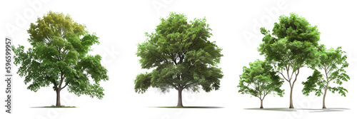 tree on a transparent background  PNG  generative AI