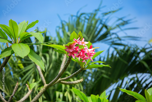 Plumeria flower. pink yellow and white frangipani tropical flower. Tropical landscape of beautiful plants and flowers.