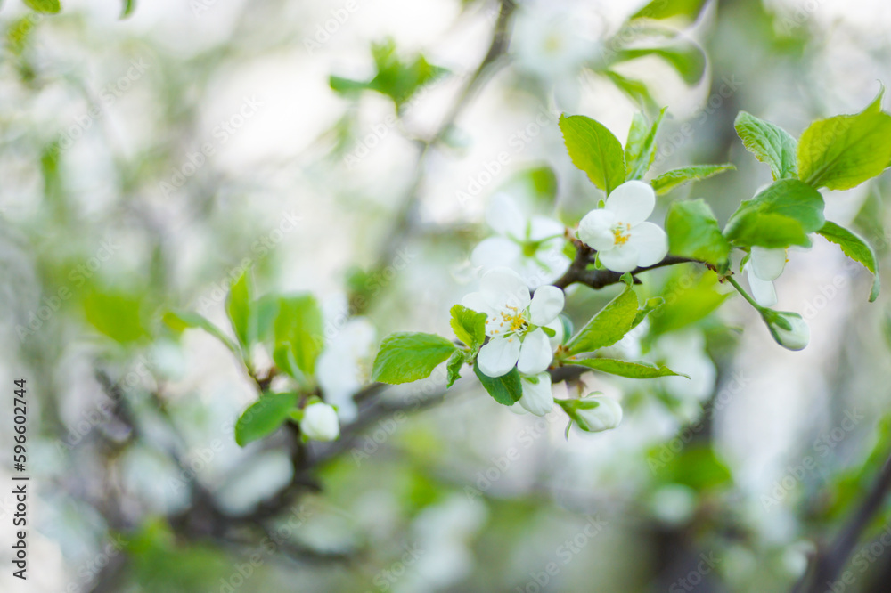 Obraz premium flowering trees and plants in the garden. blurred background.