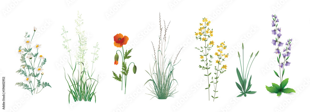 А set of realistic drawings of wild field, meadow, steppe (some medicinal) annual and perennial plants, garden weeds - field chamomile, wild poppy, hypericum herb, plantain, campanula, cereal herbs.