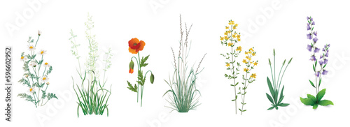 А set of realistic drawings of wild field, meadow, steppe (some medicinal) annual and perennial plants, garden weeds - field chamomile, wild poppy, hypericum herb, plantain, campanula, cereal herbs.