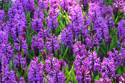 lilac hyacinths in a spring flower bed