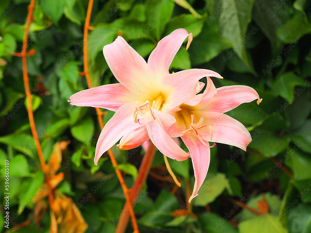 stunning pink and yellow amaryllis flower