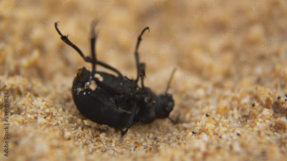 Black bug stuck upside down and trying to get up on sandy beach Black bug stuck upside down and trying to get up on sandy beach