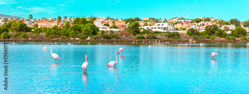 pink flamingo in the water- wild birds