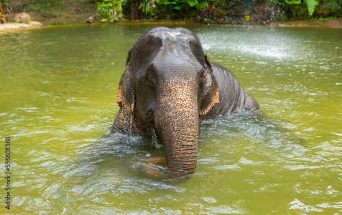 Bathing elephants in the jungle. Baby elephant splashes in the lake close-up.