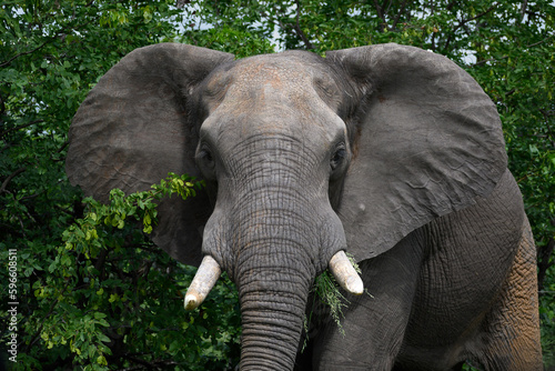 Close up frontal view of a tusked African elephant bull with splayed ears.