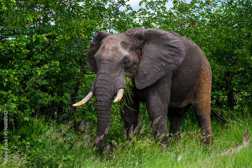 African elephant bull feeding in lush green foliage. 