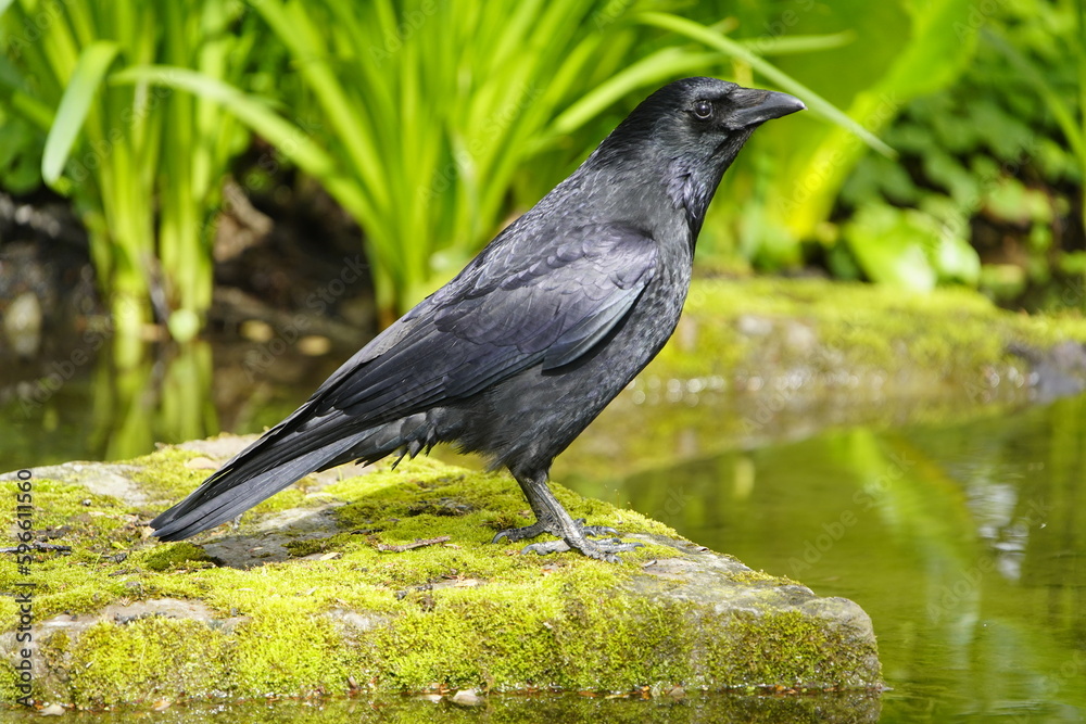 Carrion crow wants to bathe (Corvus corone) Corvidae family. Hanover - Berggarten, Germany. Carrion crow wants to bathe (Corvus corone) Corvidae family. Hanover - Berggarten, Germany.