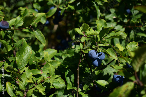 Schlehe, Schlehdorn, Prunus spinosa, fruchtend im Sommer