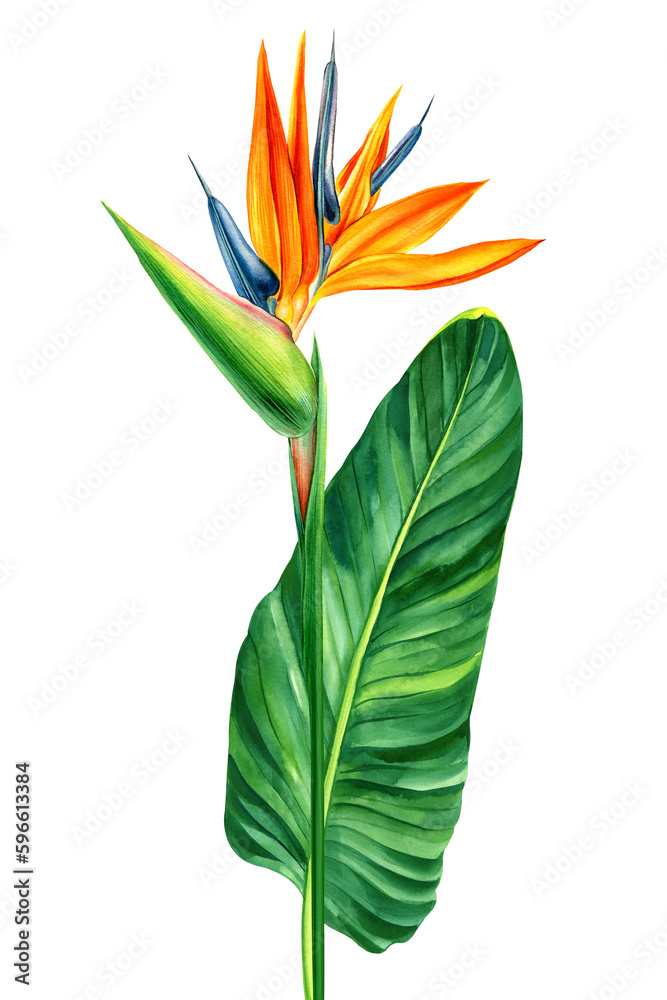 Obraz premium Exotic flower, palm leaves. Bird of Paradise tropical flowers on white background. Watercolor floral jungle