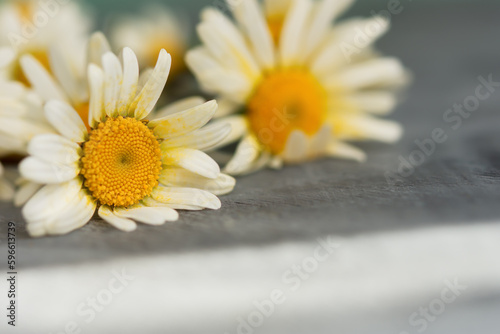 White daisies close-up on the table. Warm sunlight soft focus  macro yellow stamens. The concept of tenderness purity and innocence. Fragile romantic flowers. Healing wildflowers for natural cosmetics