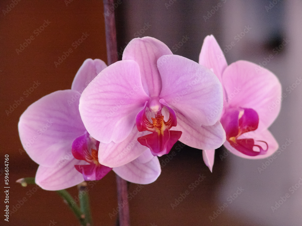 orchidea orchidea