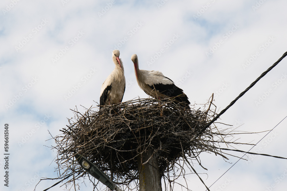 Fototapeta premium Storks in a nest on an electric pole against the background of the sky