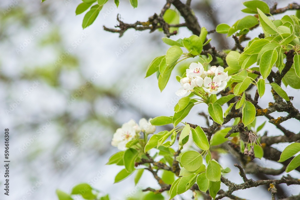 Blossoming branches of fruits trees