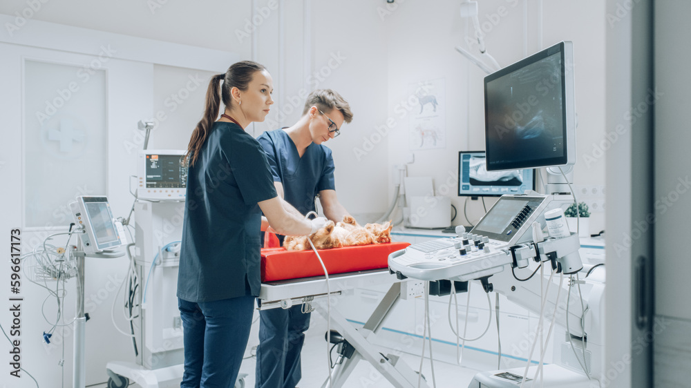 Obraz premium Female Veterinarian Using a Probe to Diagnose a Red Maine Coon That is Laying on a Check Up Table. Handsome Vet Assistant Holding the Kitten to Calm Him Down. Ultrasound Images Appear on Monitor