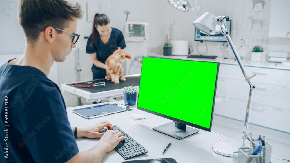 Female Veterinarian Diagnosing a Red Maine Coon Cat with Stethoscope. Veterinary Clinic Employee Using Desktop Computer with Green Screen Mock Up Display at Work Female Veterinarian Diagnosing a Red Maine Coon Cat with Stethoscope. Veterinary Clinic Employee Using Desktop Computer with Green Screen Mock Up Display at Work