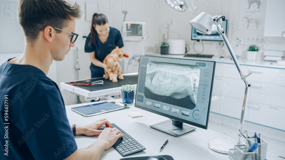 Veterinary Clinic Specialist Working on a Desktop Computer, Using a Software to Examines a Dog's X-Ray Scans for a Potential Bone Fracture. Female Veterinarian Walking in the Background - obrazy, fototapety, plakaty 