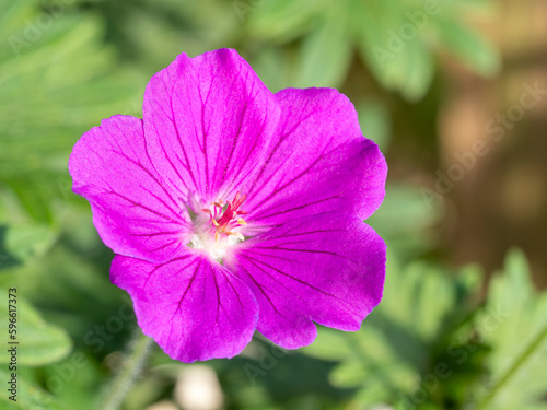 ゲラニウム･タイニーモンスター（Geranium sanguineum 'Tiny Monster'）の花

 photo