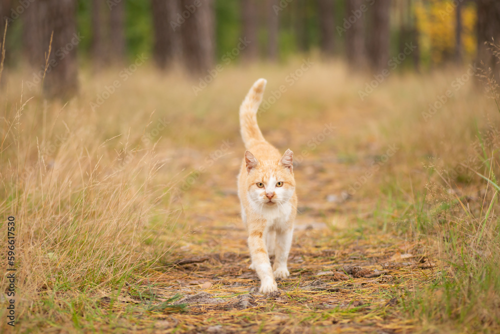 Red cat in pine forest. Portrait of a domestic cat returning home from the hunt, toned photo Red cat in pine forest. Portrait of a domestic cat returning home from the hunt, toned photo