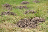 Close up shot of hill of soil made by mole. Mole digging lawn in the garden