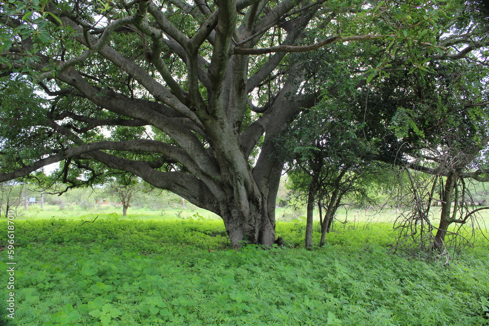 Boabab tree