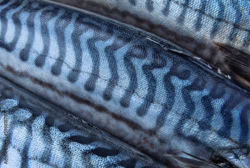 Makerel fish close up