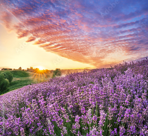 Lavender field and wonderful beautiful cloudy sky at sunrise. Beautiful nature background. © volff