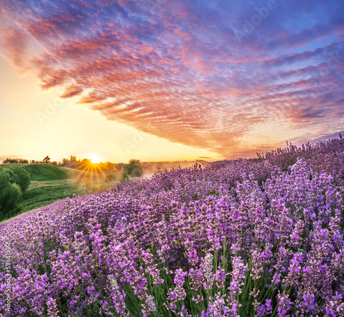 Lavender field and wonderful beautiful cloudy sky at sunrise. Beautiful nature background.