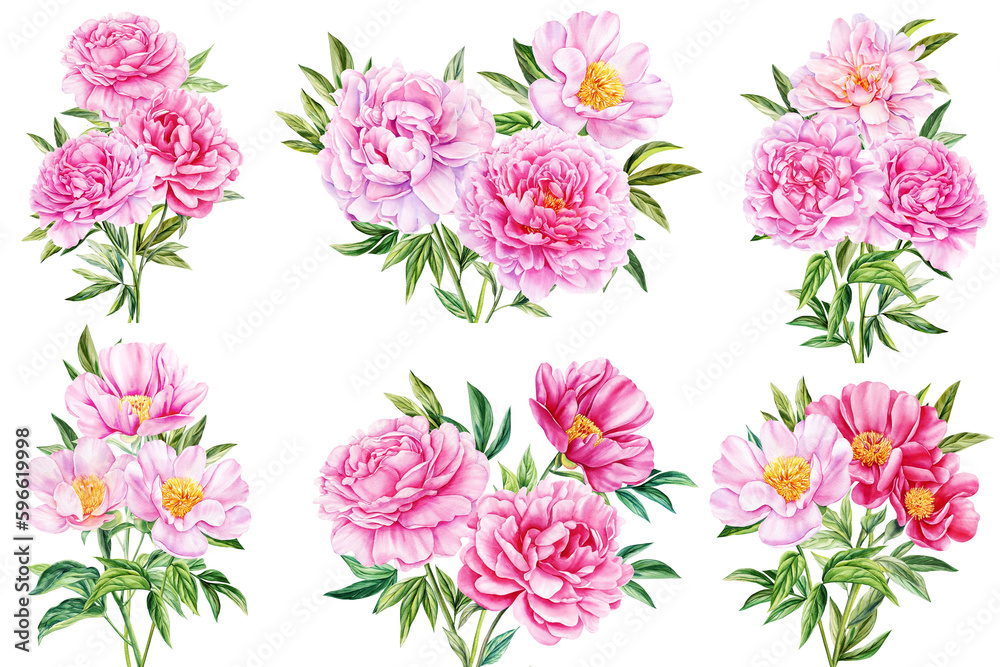 pink peonies flowers on isolated white background, watercolor botanical painting, realistic hand drawn