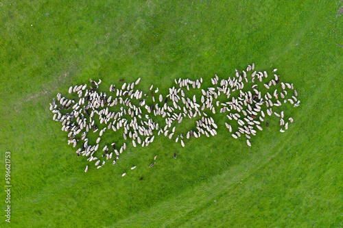 Aerial drone view of herd of sheep grazing in a meadow